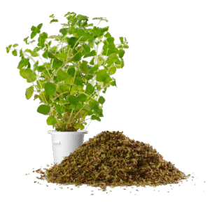 Ρίγανη Αλατιέρα 50gr